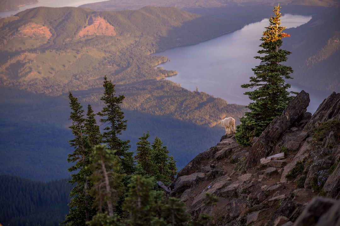 green trees on mountain during daytime