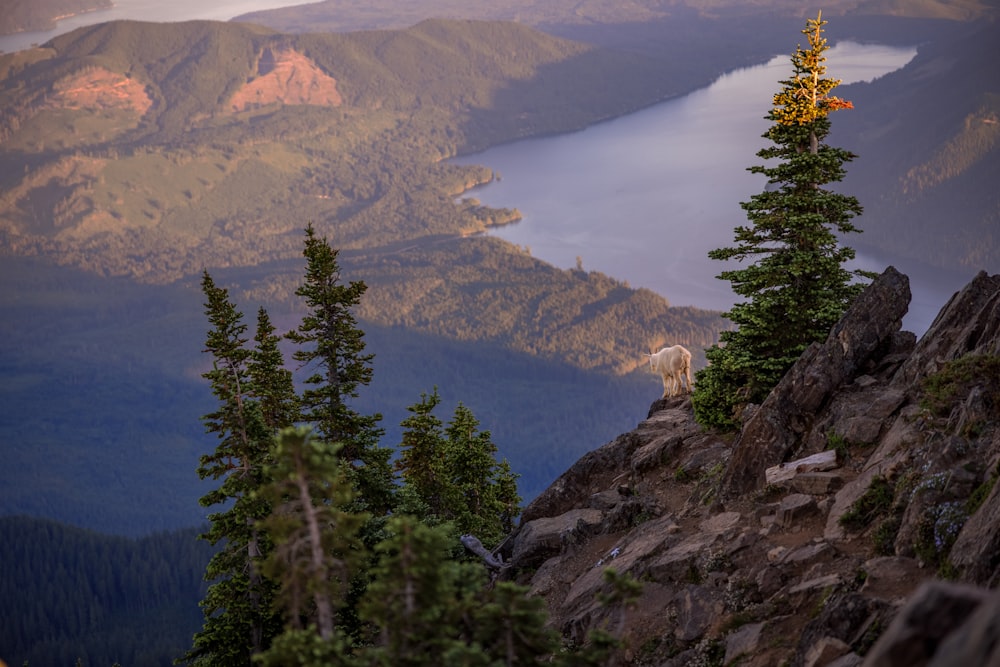 green trees on mountain during daytime