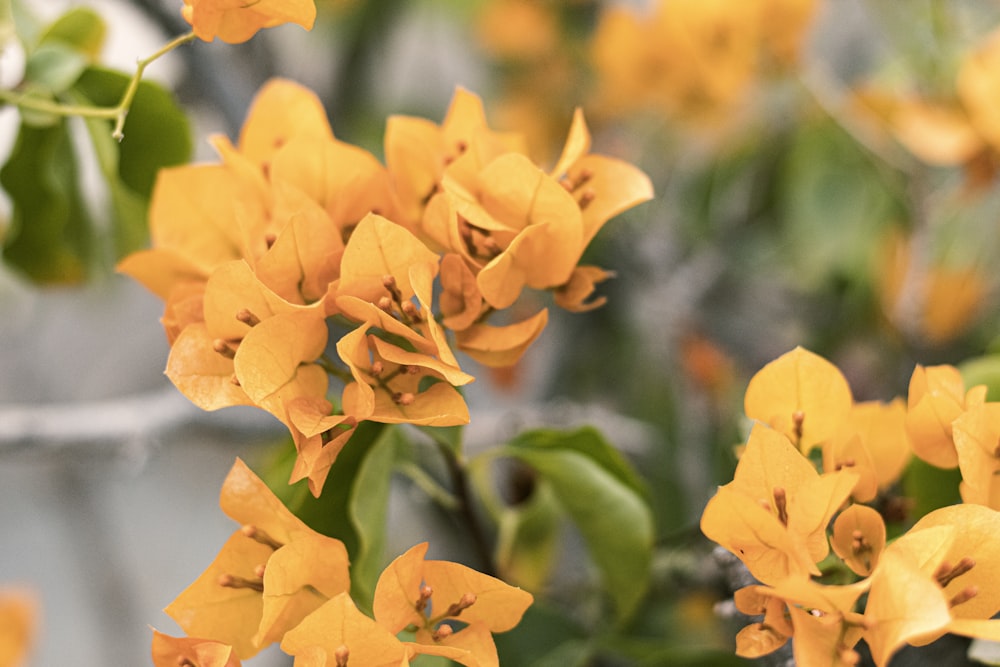 yellow flowers in tilt shift lens