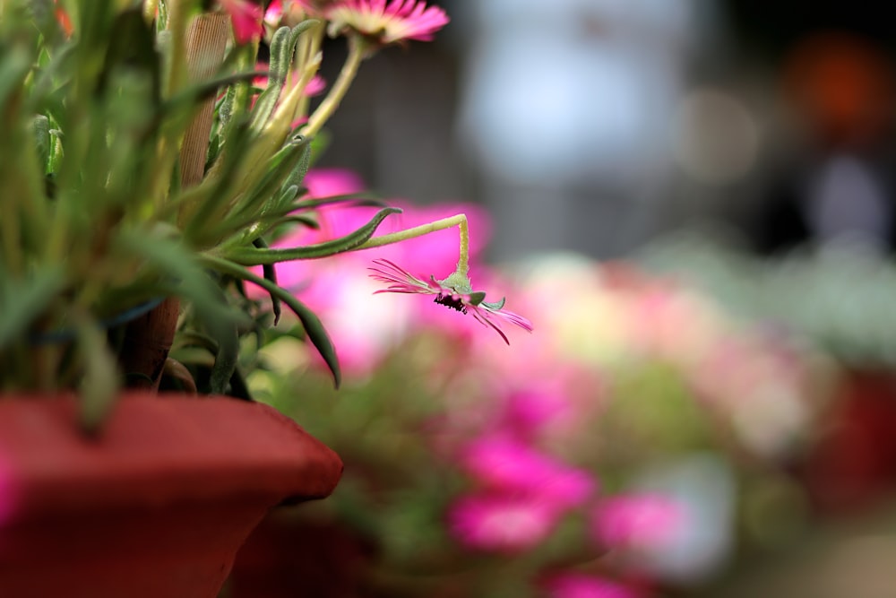 brown spider on green plant