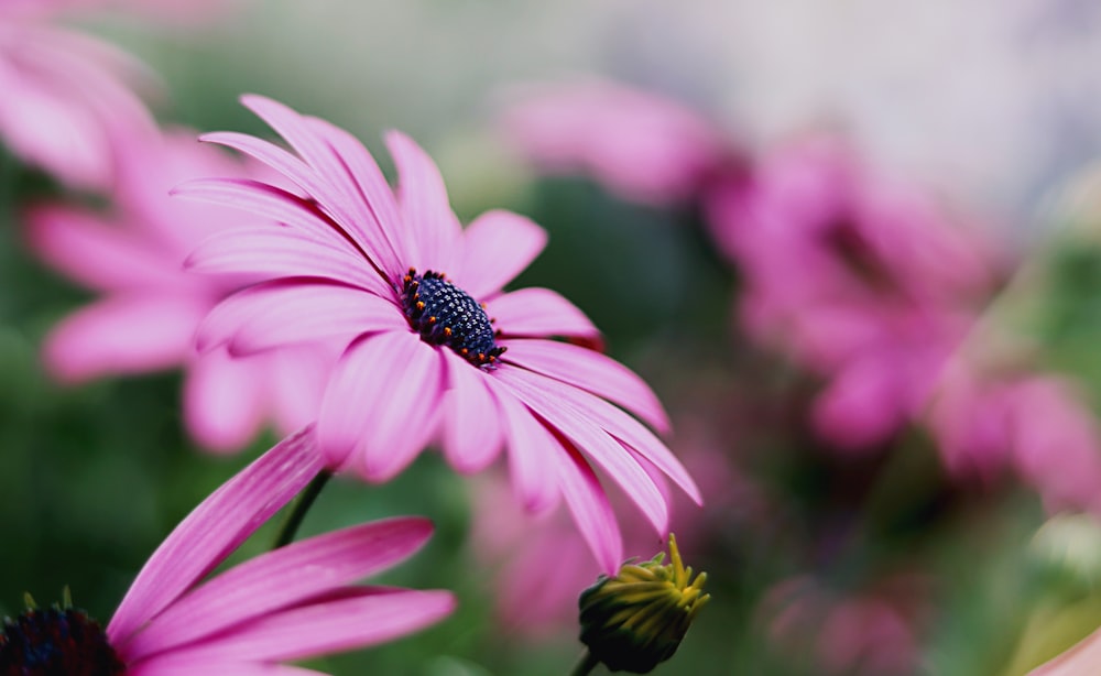 pink and yellow flower in tilt shift lens