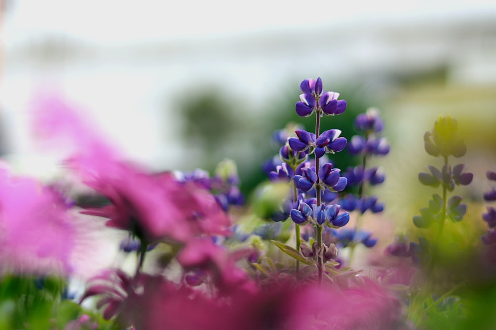 purple flower in tilt shift lens