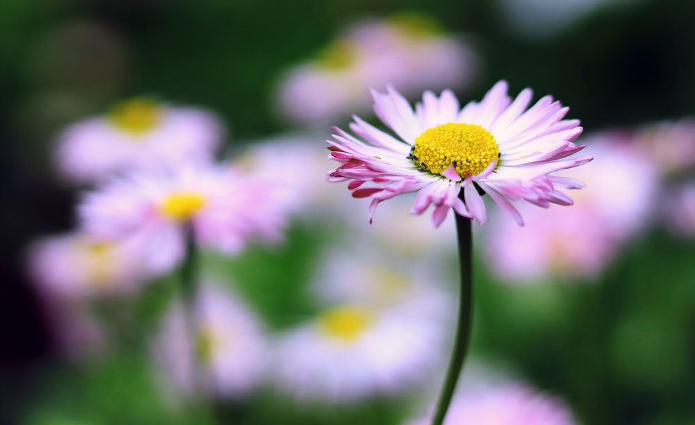 white and yellow flower in tilt shift lens