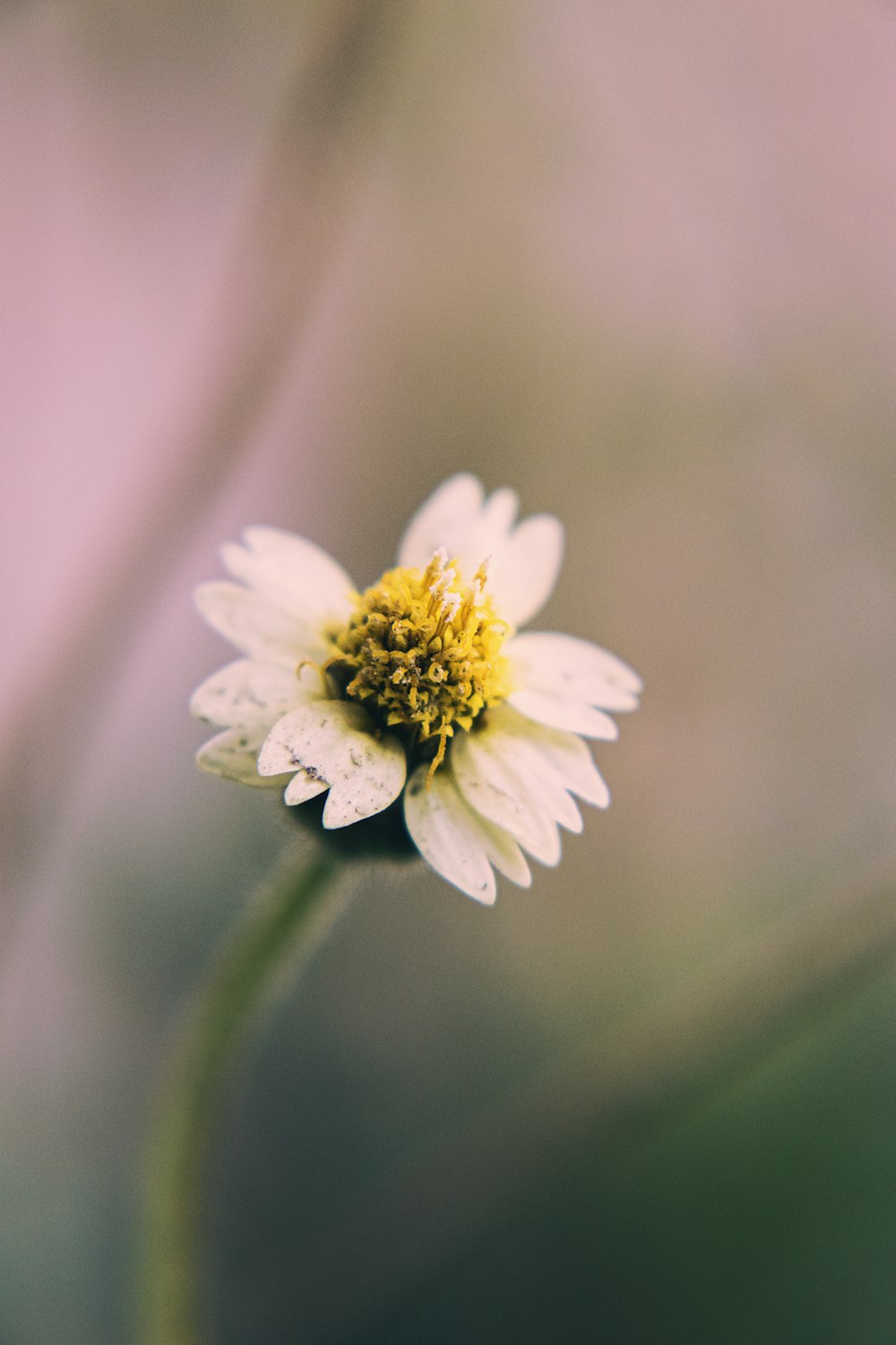 Flor blanca en lente de cambio de inclinación