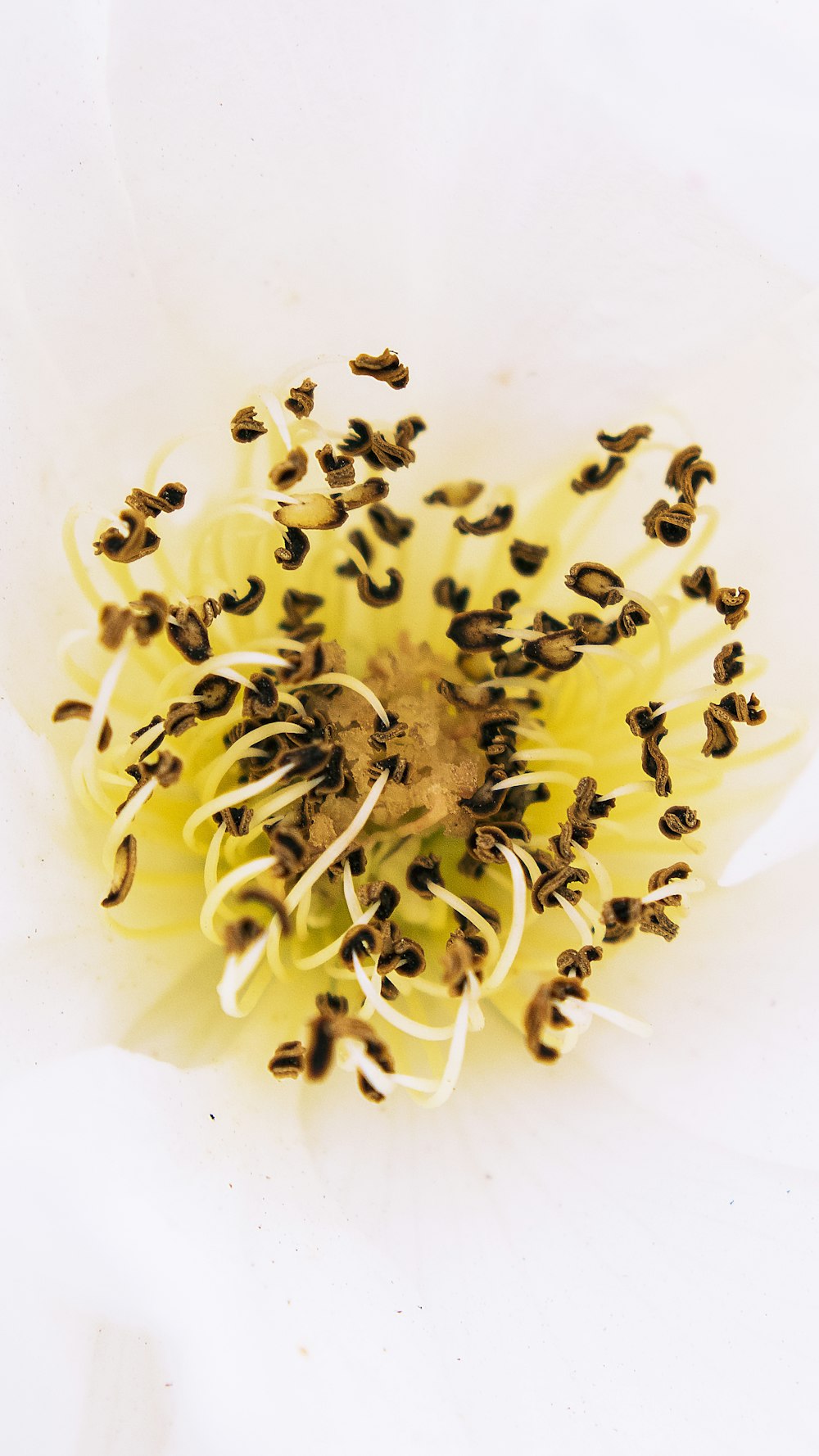 yellow and black flower petals