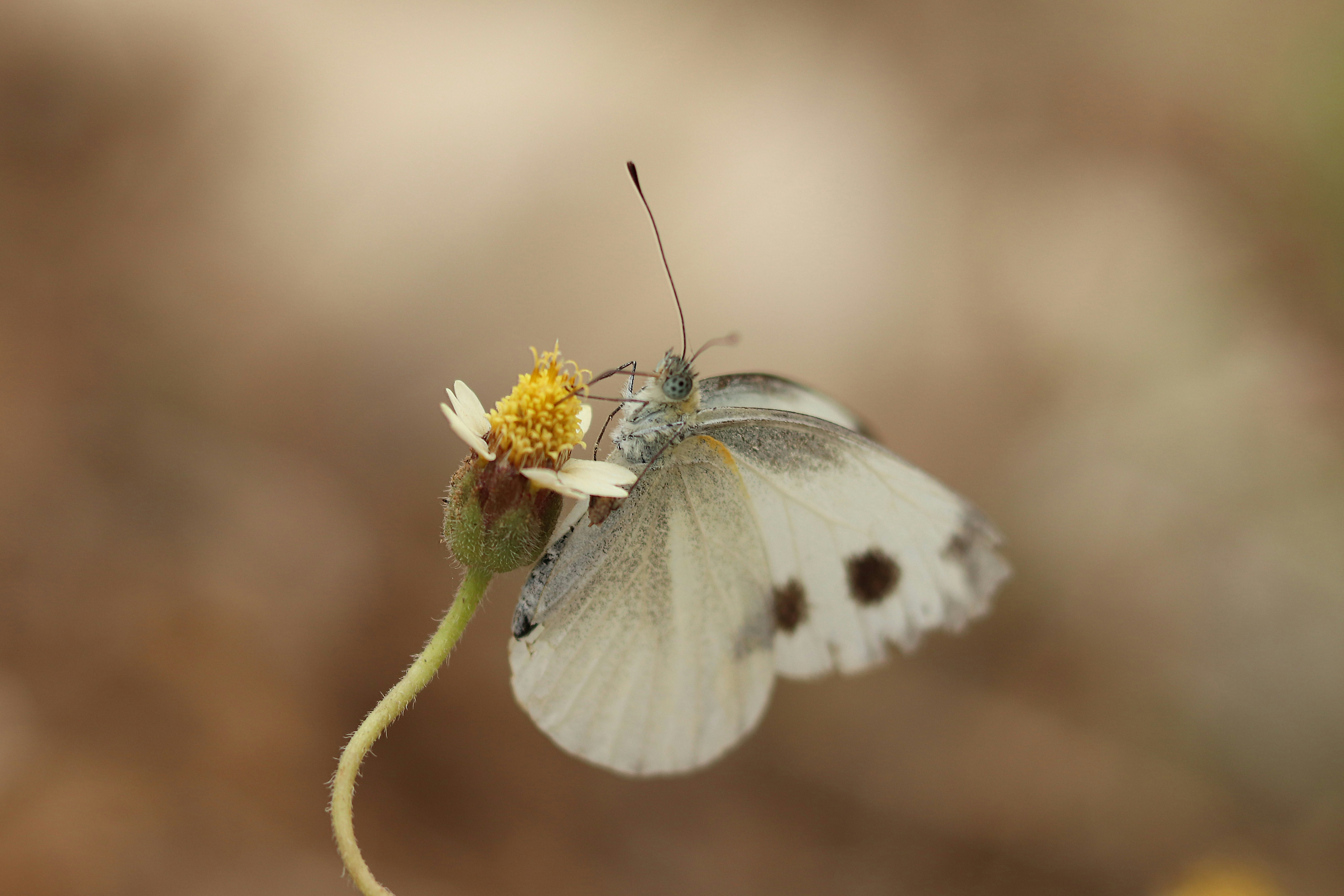 Weißer Schmetterling sitzt tagsüber auf gelber Blume in Nahaufnahmen