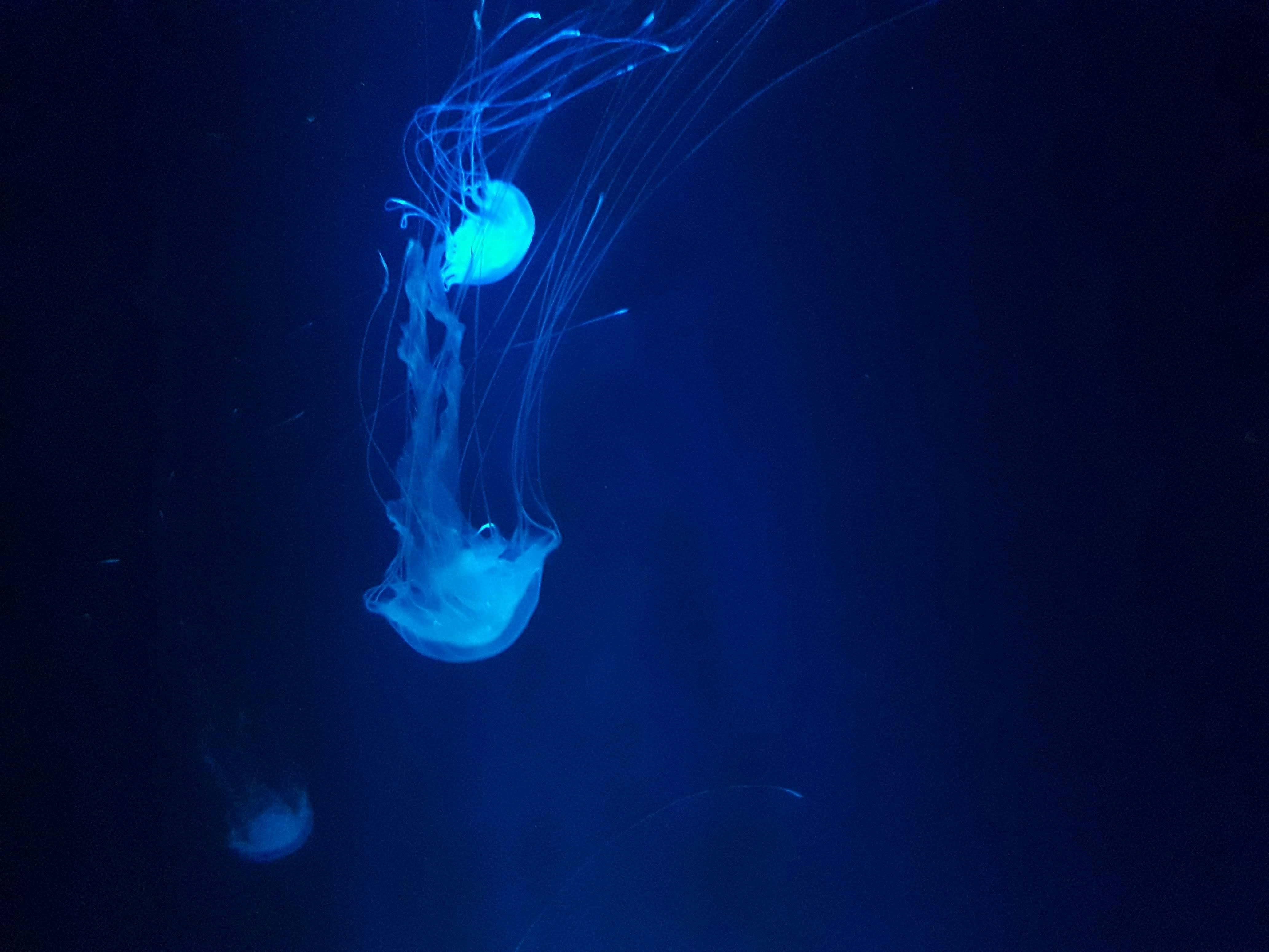 Photo by johnywalves