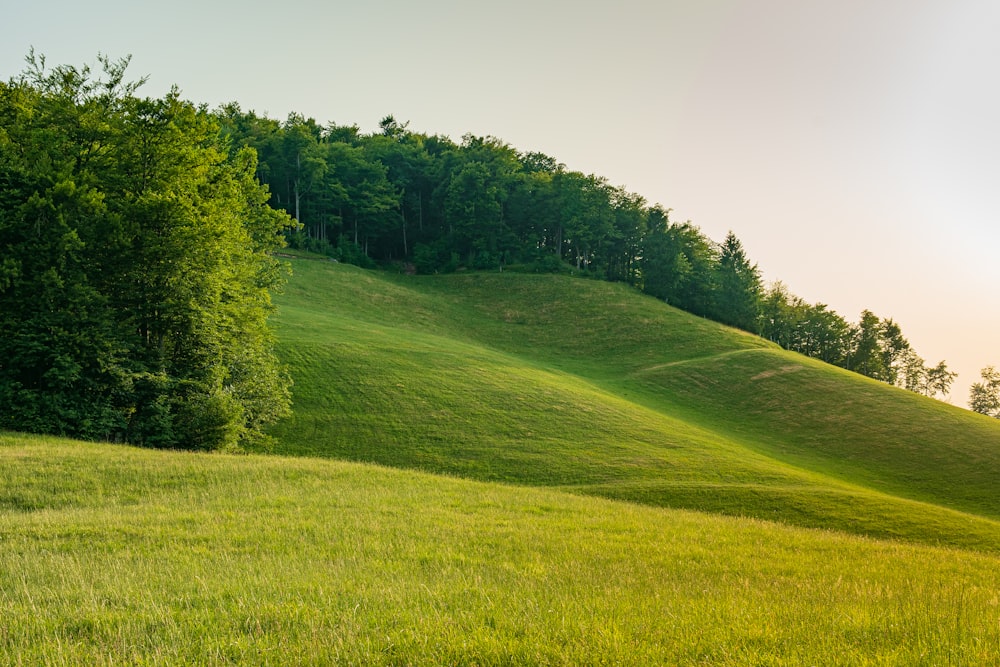 green grass field with trees