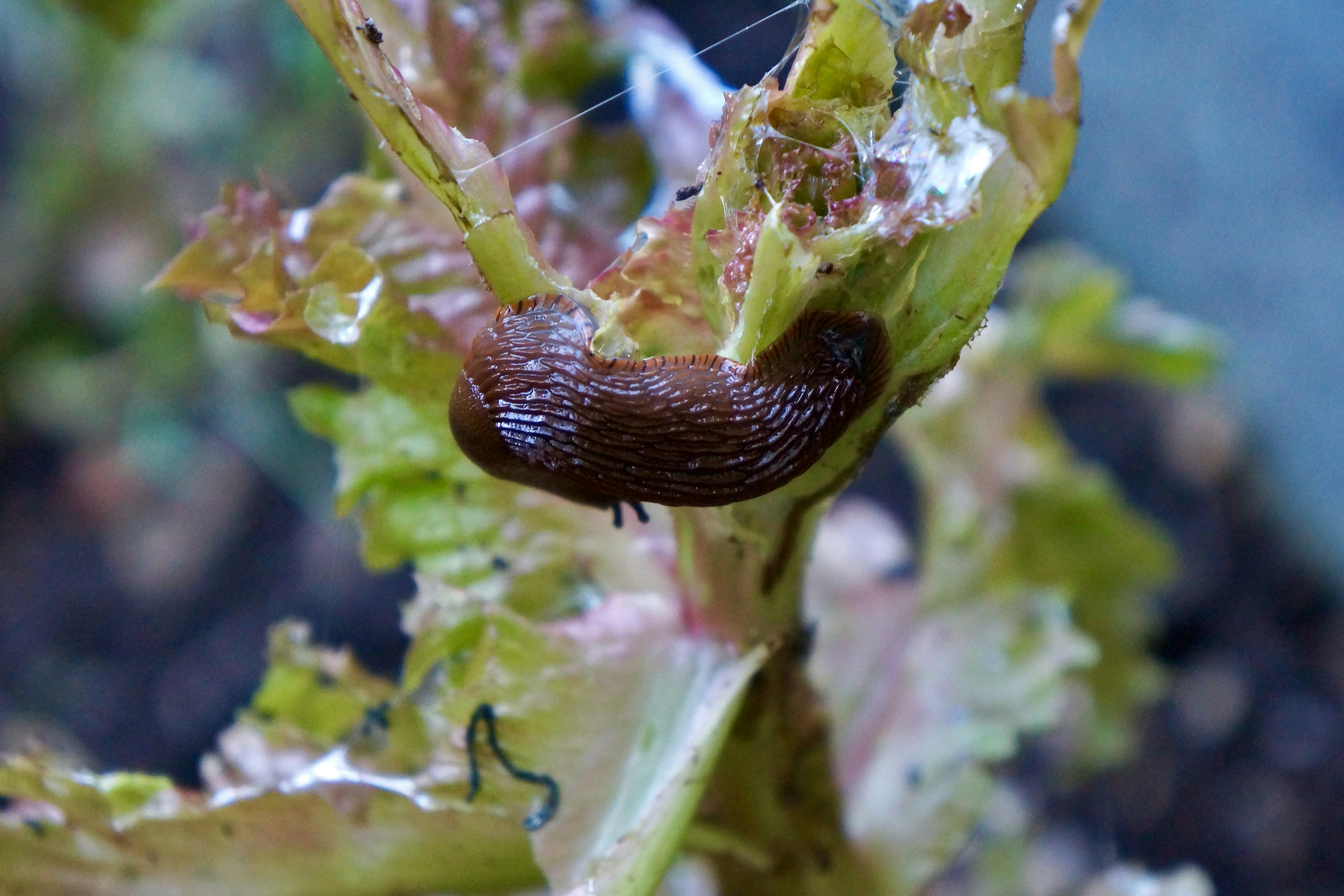 brown snail on green leaf