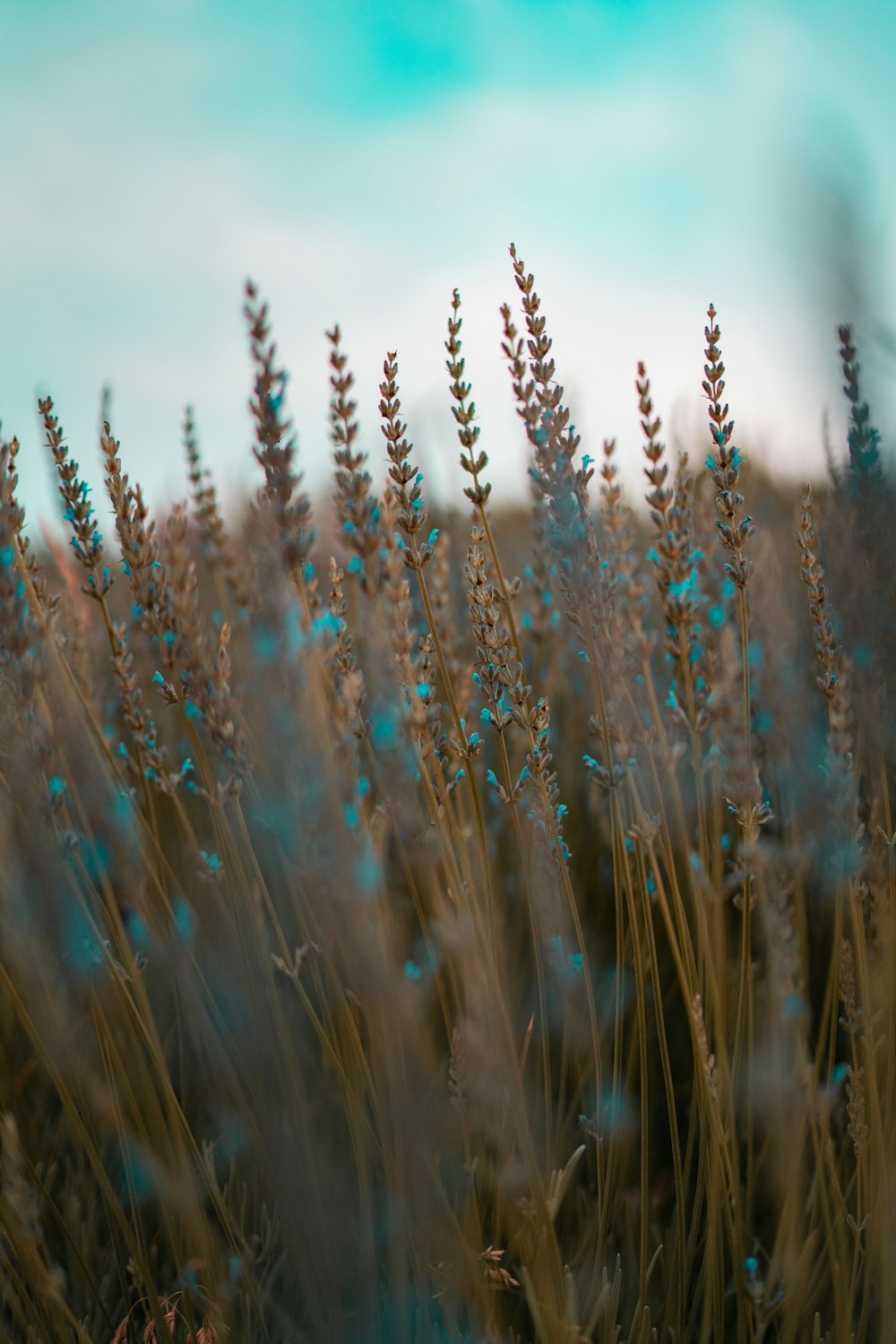 brown wheat field during daytime