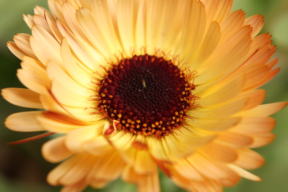 gelbe und rote Blume in voller Blüte