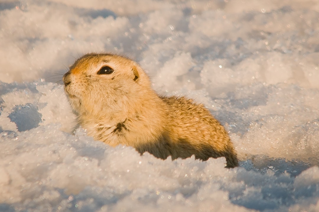 brown and white rodent on snow covered ground during daytime