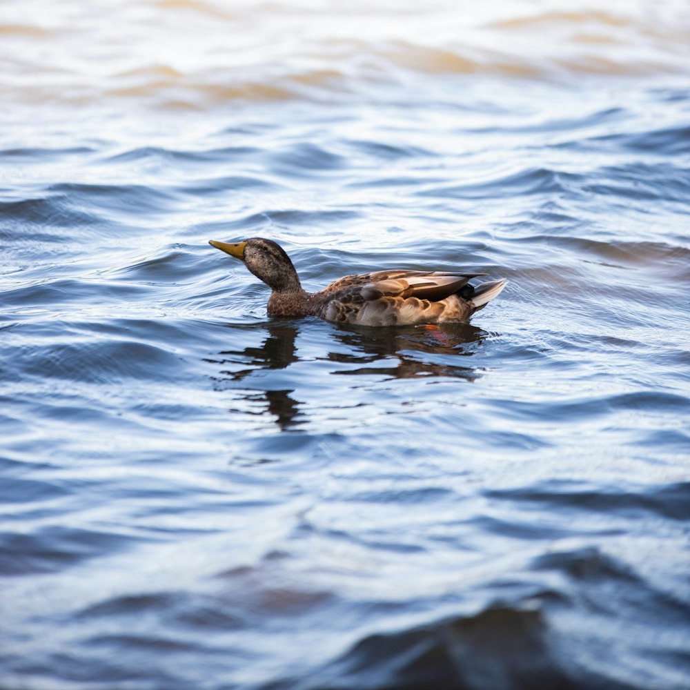 black duck on body of water during daytime