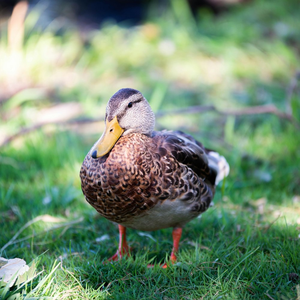 brown duck on green grass during daytime