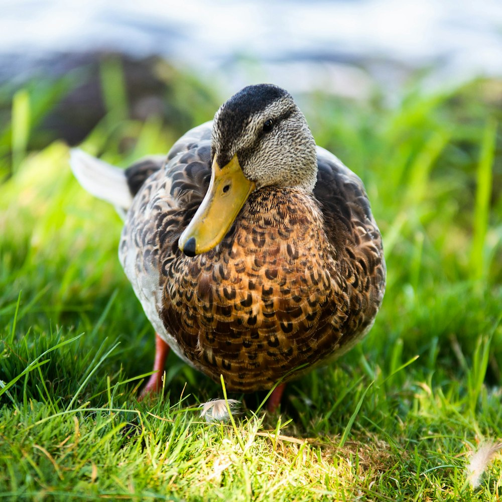 brown duck on green grass during daytime