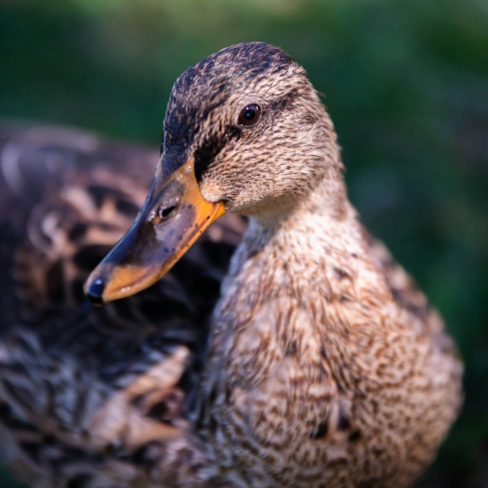 brown duck in close up photography