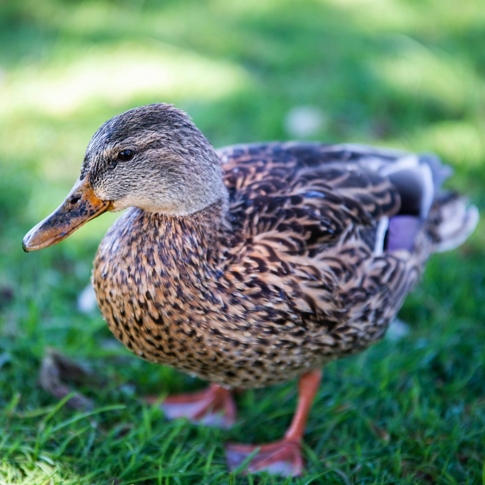 brown duck on green grass during daytime