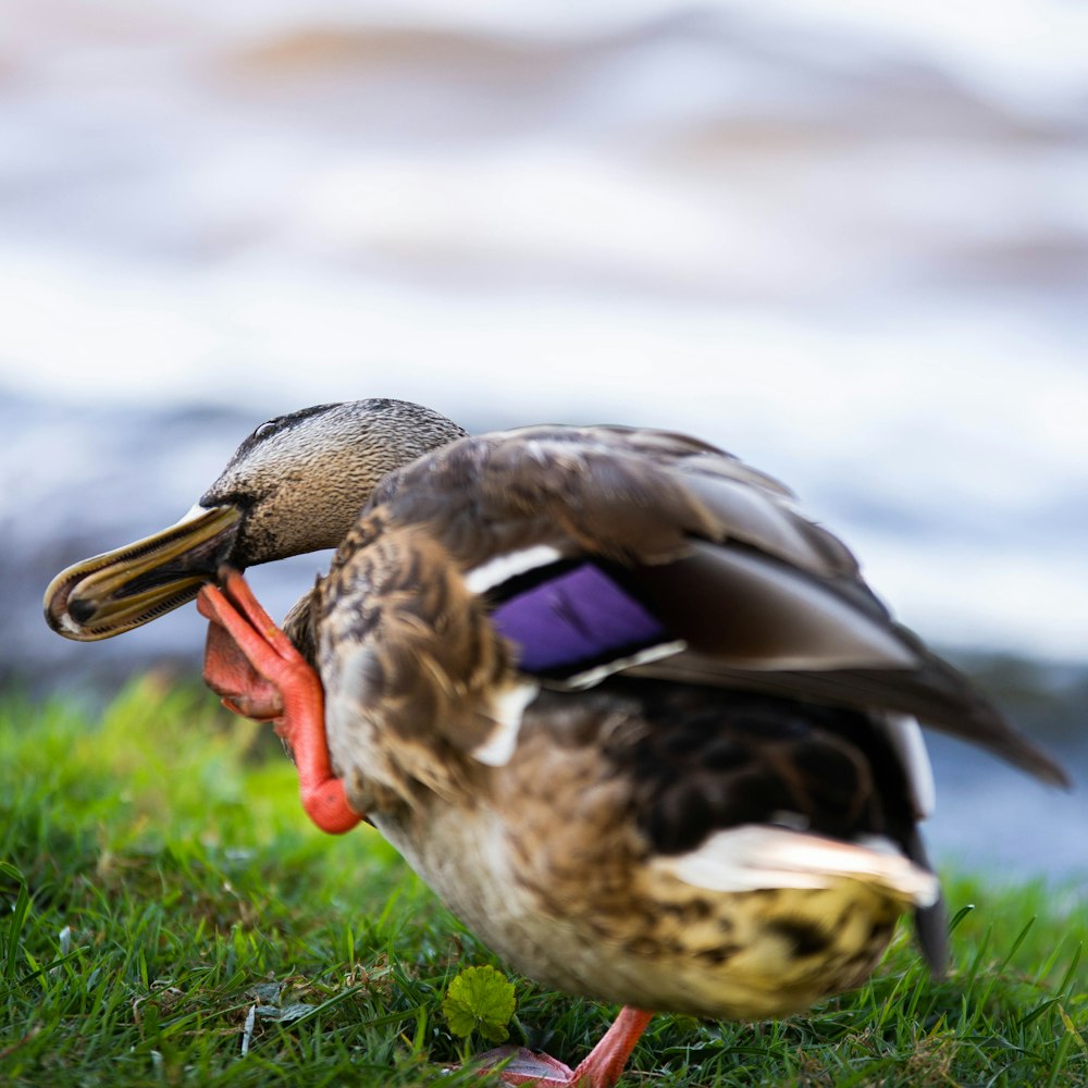 brown duck on green grass during daytime