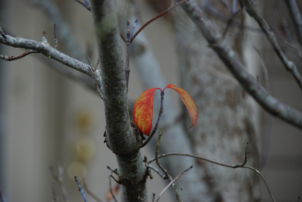 orange bird on brown tree branch during daytime