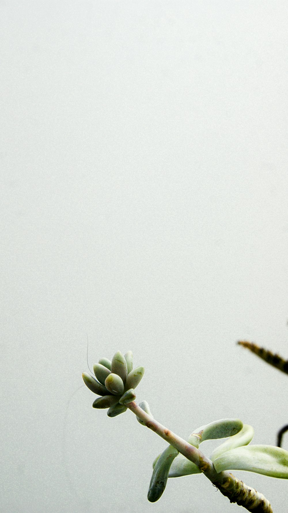 green plant on white background