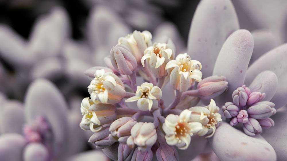 white and pink flower in macro shot