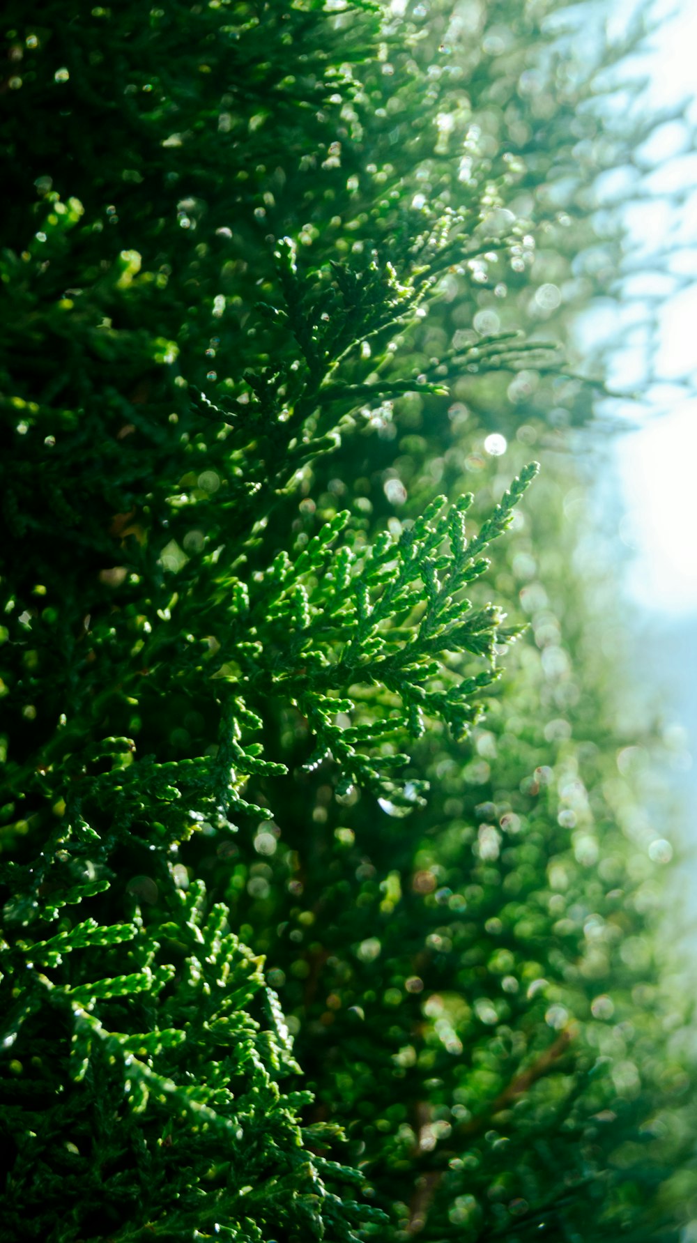 green plant with water droplets