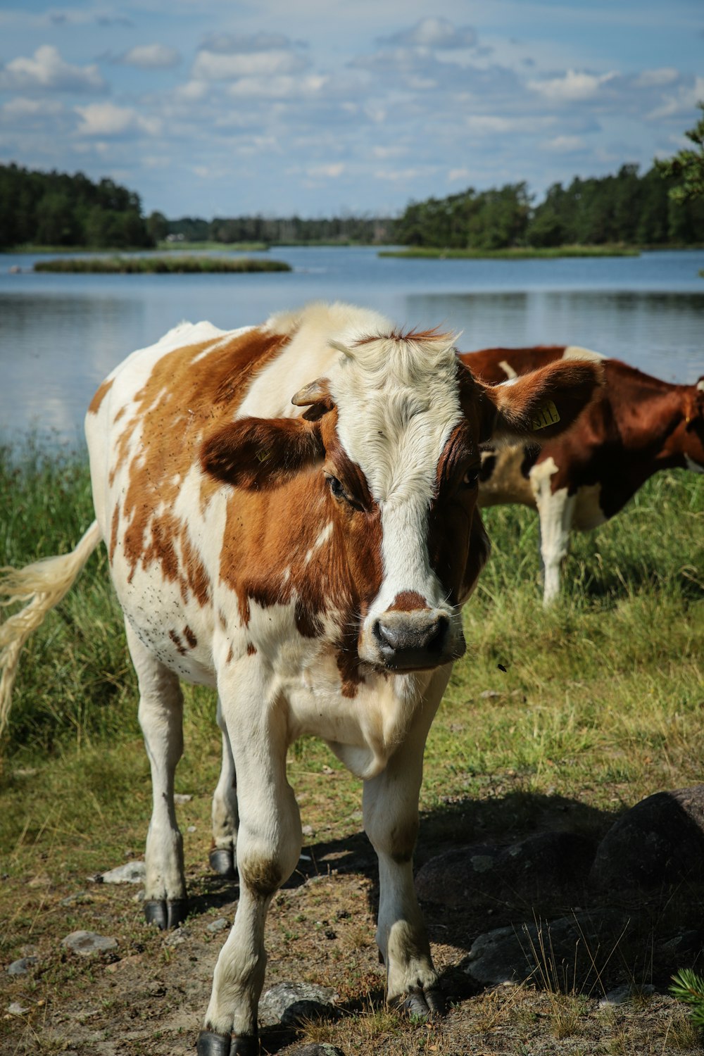 brown and white cow on green grass field near body of water during daytime