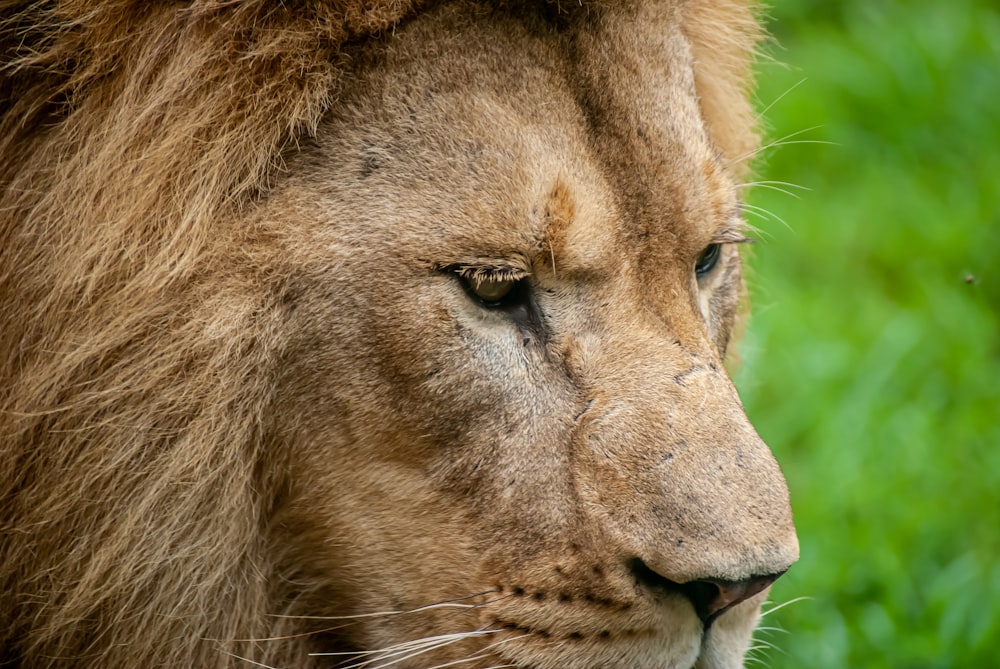 brown lion on green grass during daytime