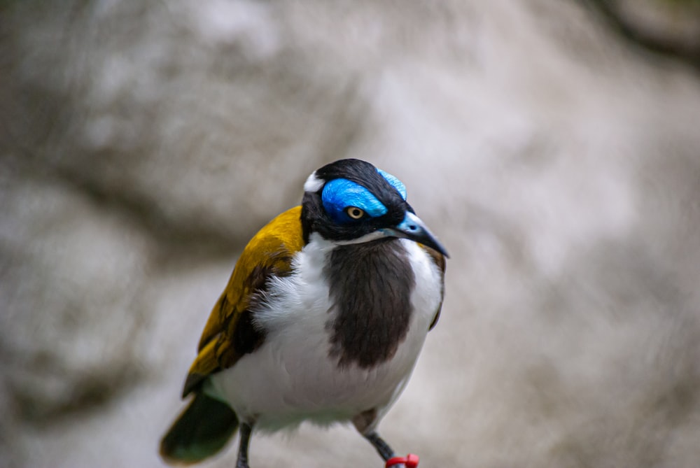blue yellow and white bird