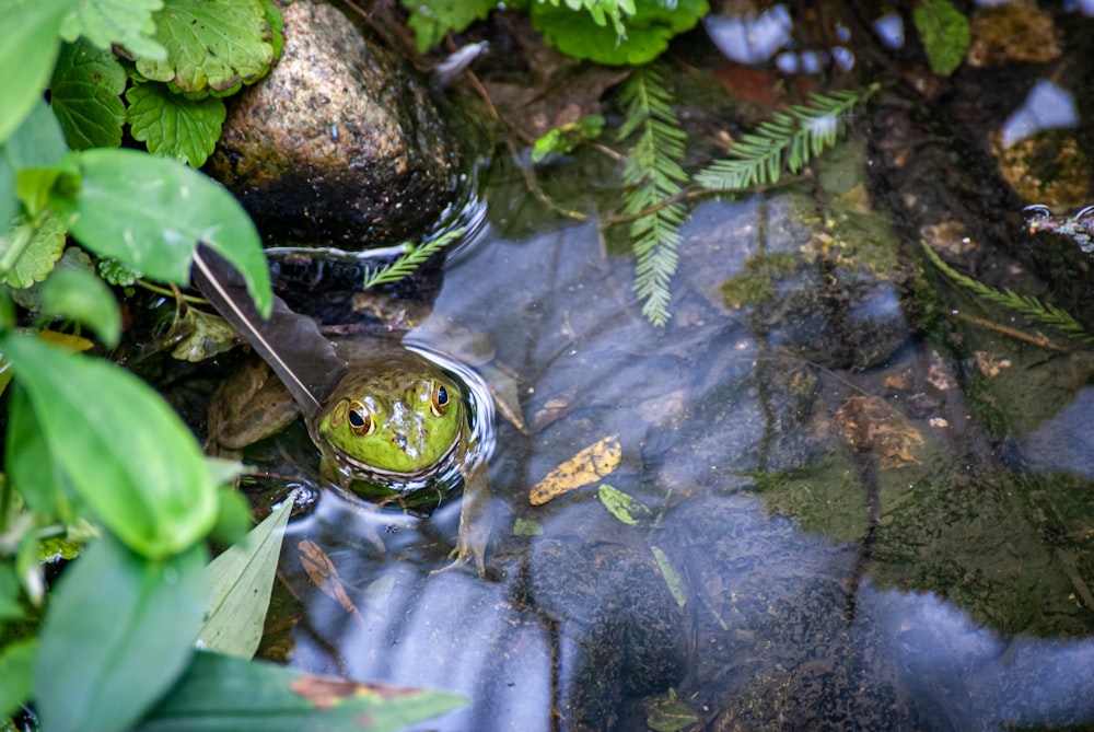 green frog on water during daytime