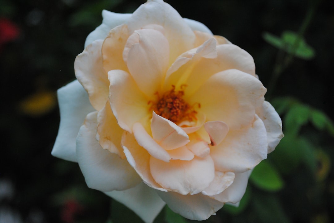 white flower in macro shot