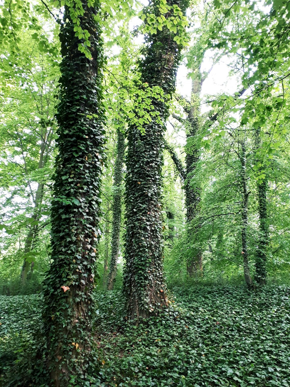 green trees on green grass field during daytime