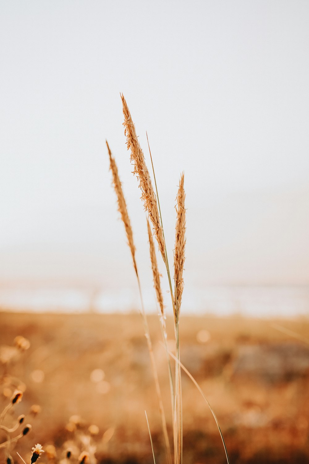 brown wheat field during daytime