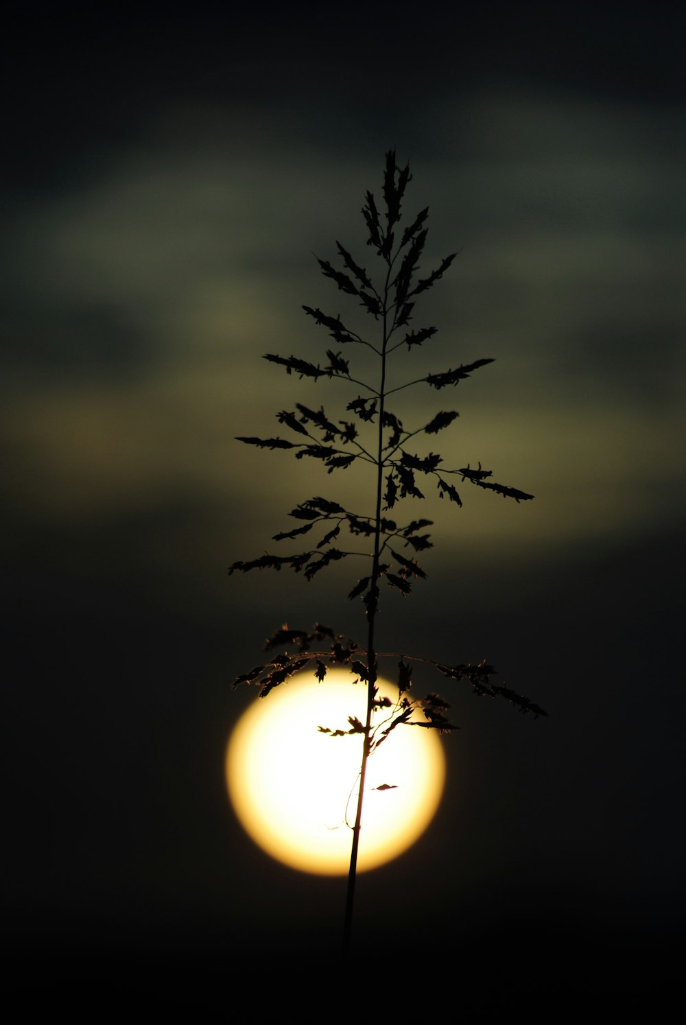 silhouette of plant during sunset