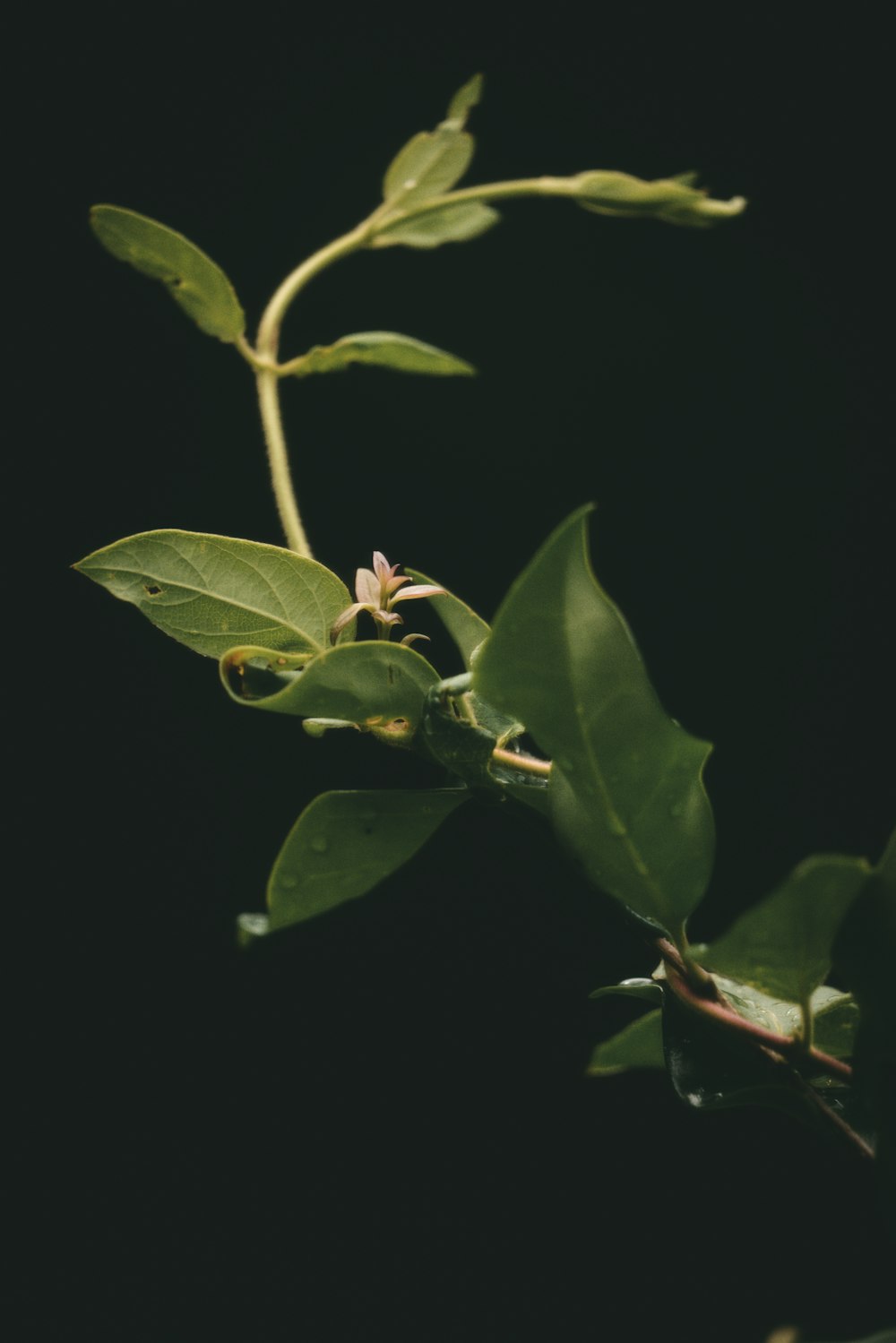 green leaves with black background