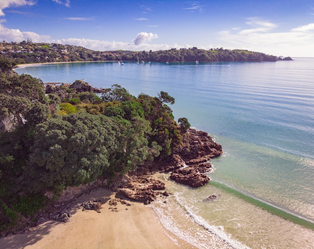 green trees on brown sand beach during daytime