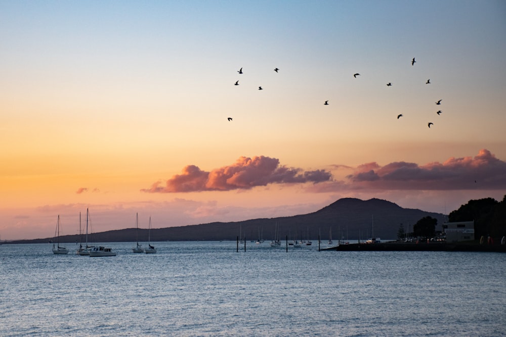 Silhouette von Vögeln, die während des Sonnenuntergangs über das Meer fliegen