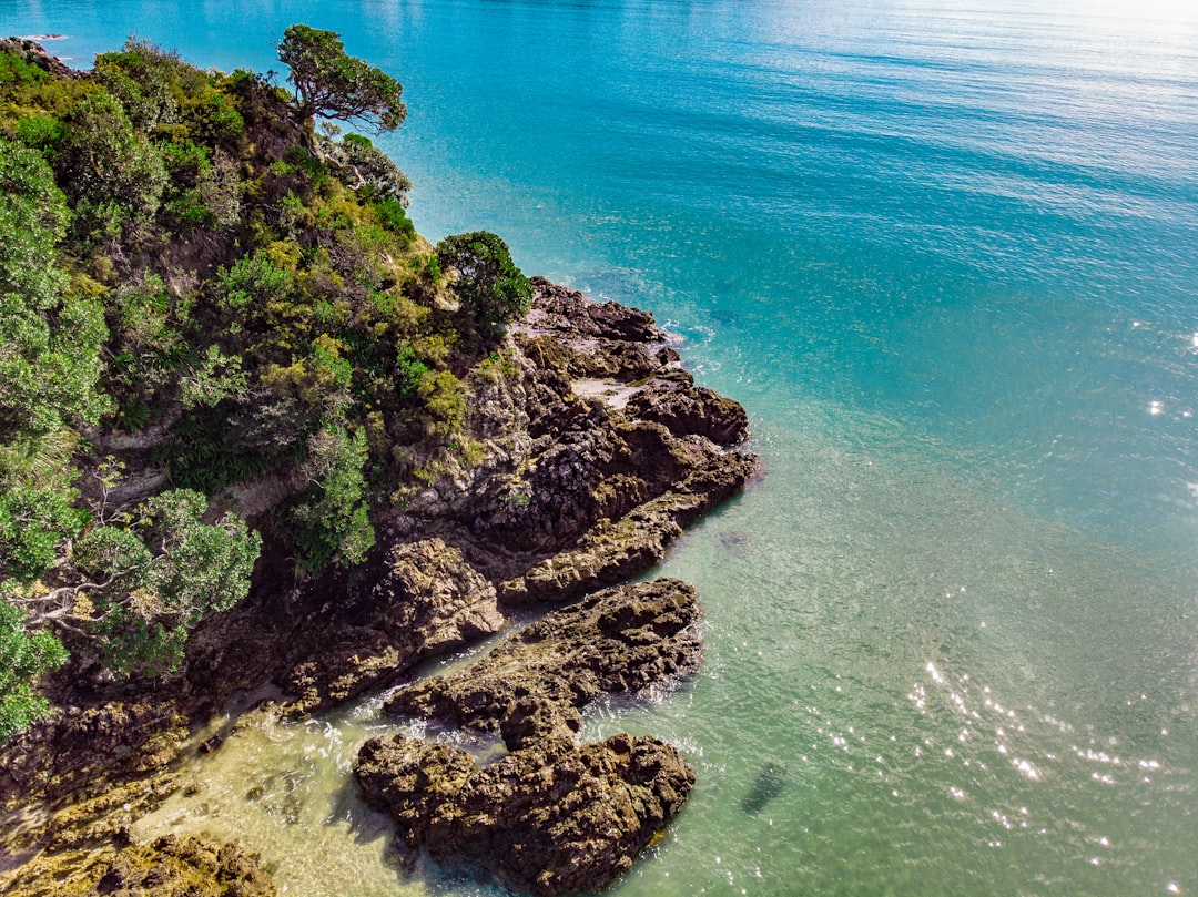 green moss on rocky shore during daytime