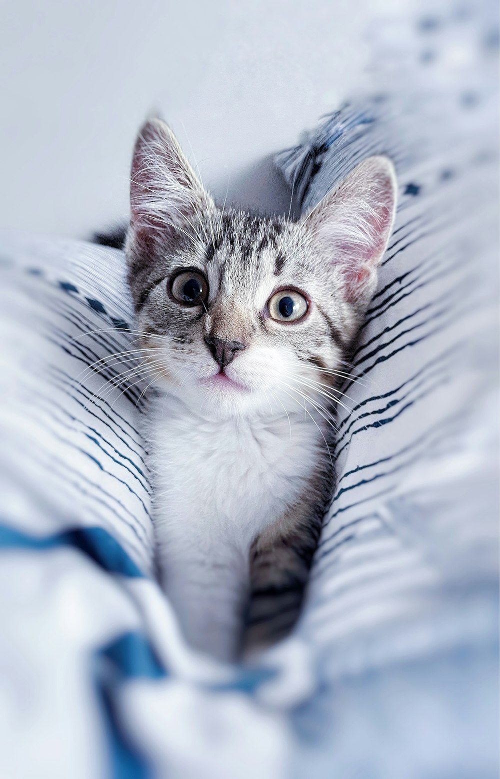 white and grey tabby cat on grey textile