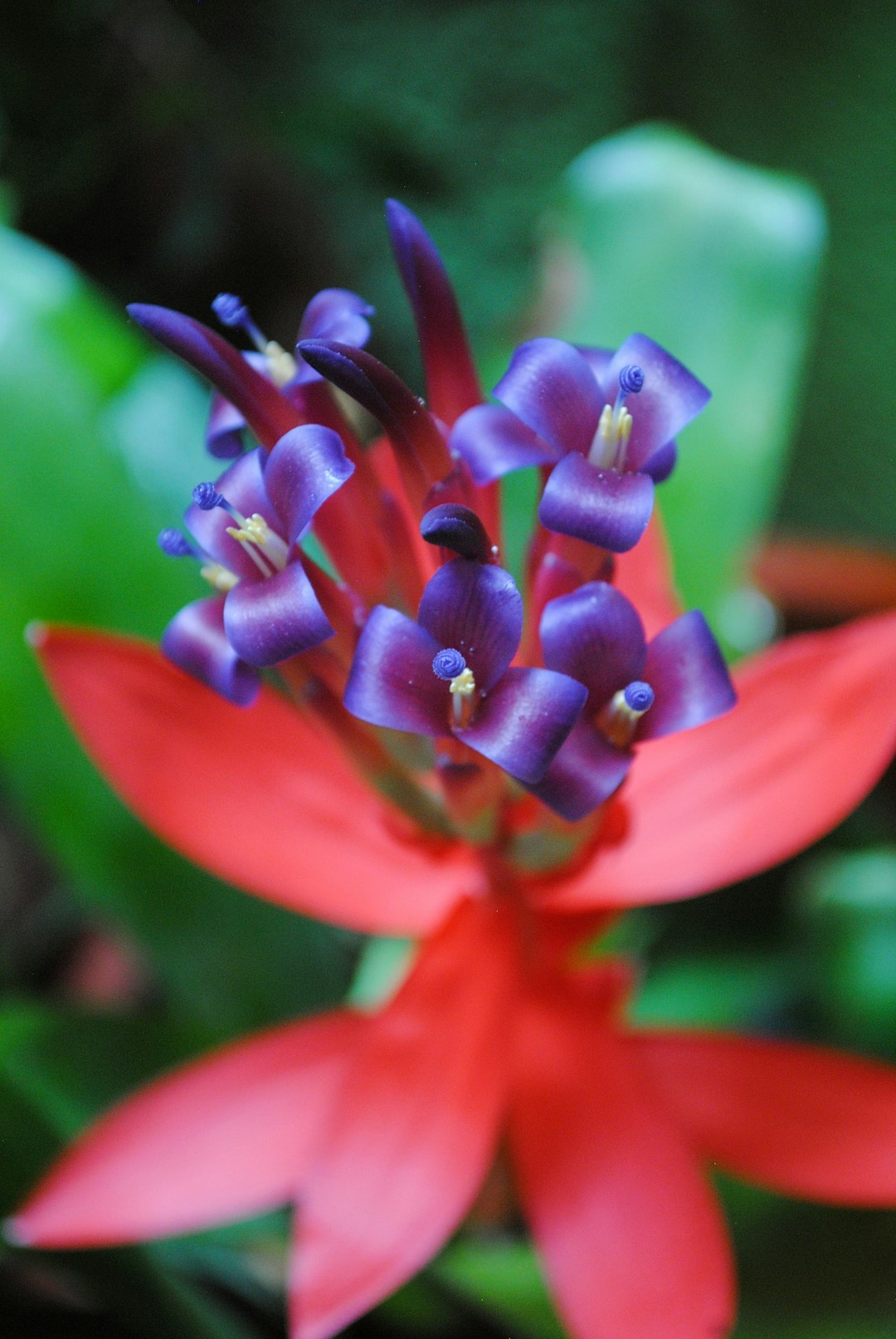 purple and red flower in macro shot