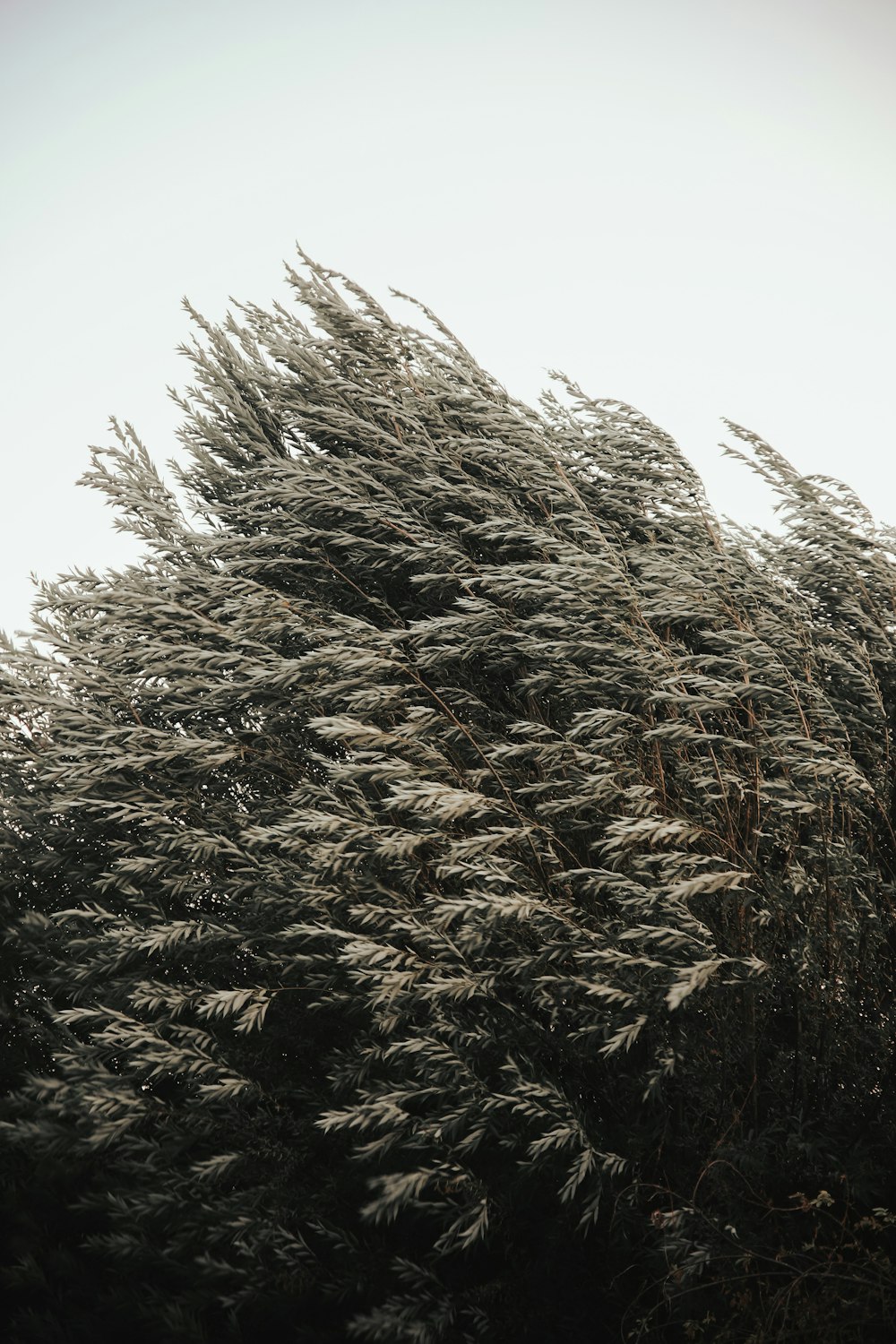 brown dried grass under white sky during daytime