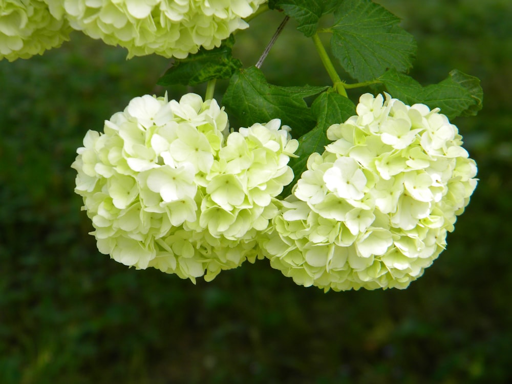 fleurs blanches dans une lentille à bascule