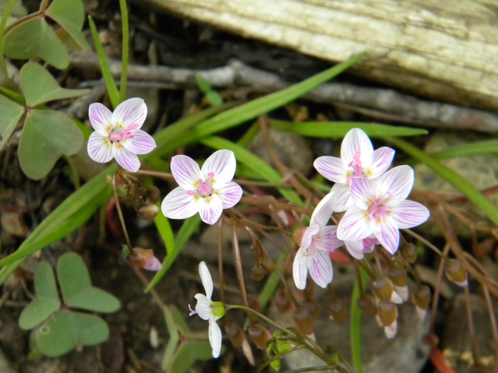 purple and white flowers on brown wooden log