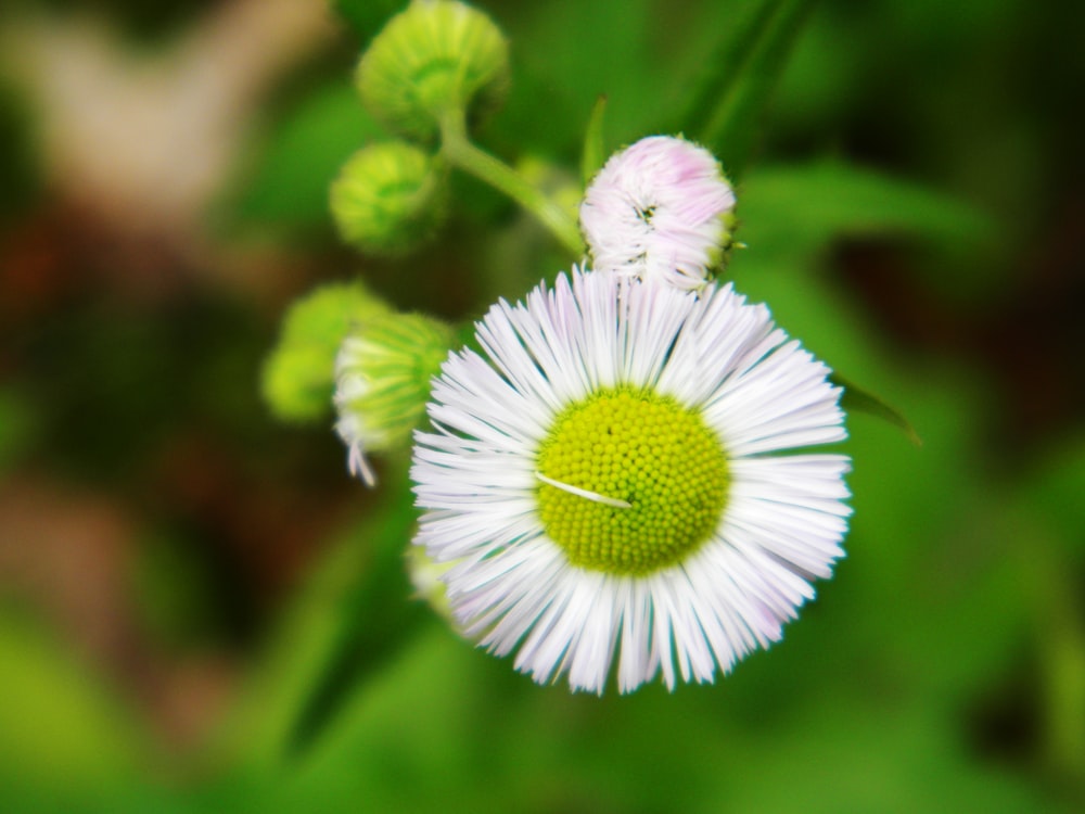 Fleur blanche dans une lentille à bascule