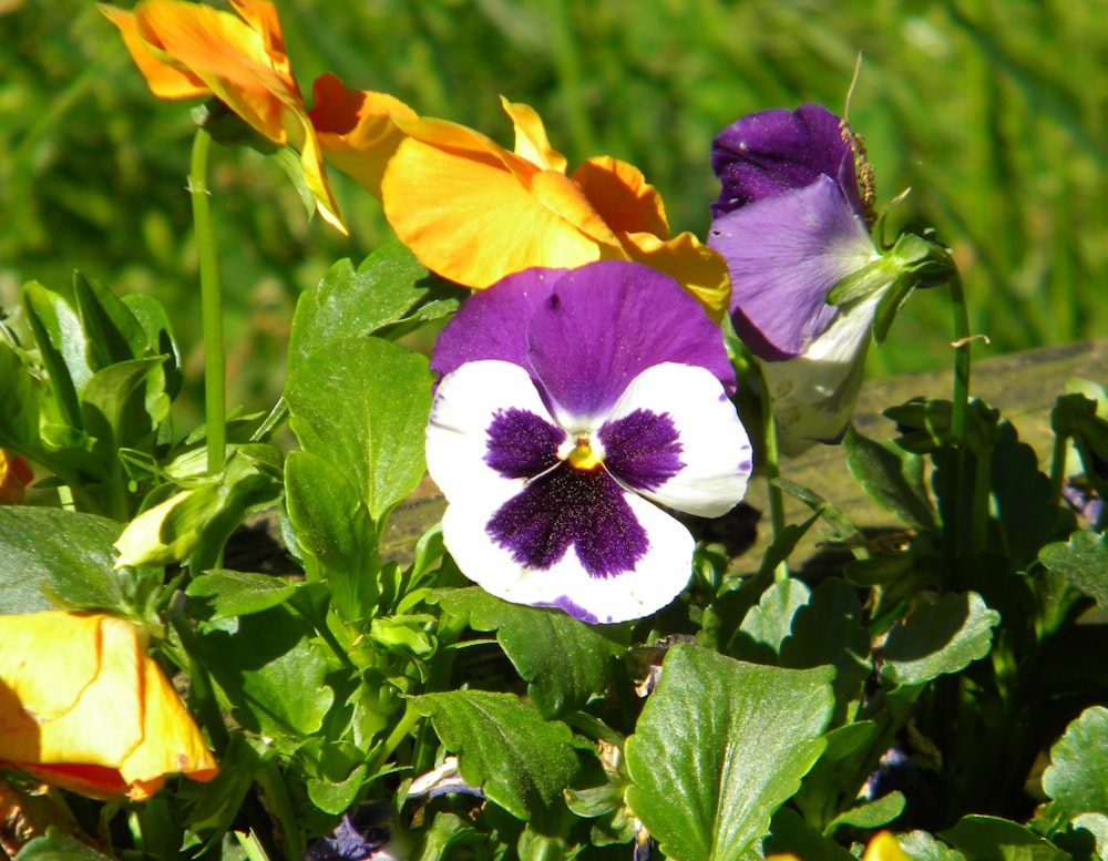 fleur violette et jaune en fleurs pendant la journée