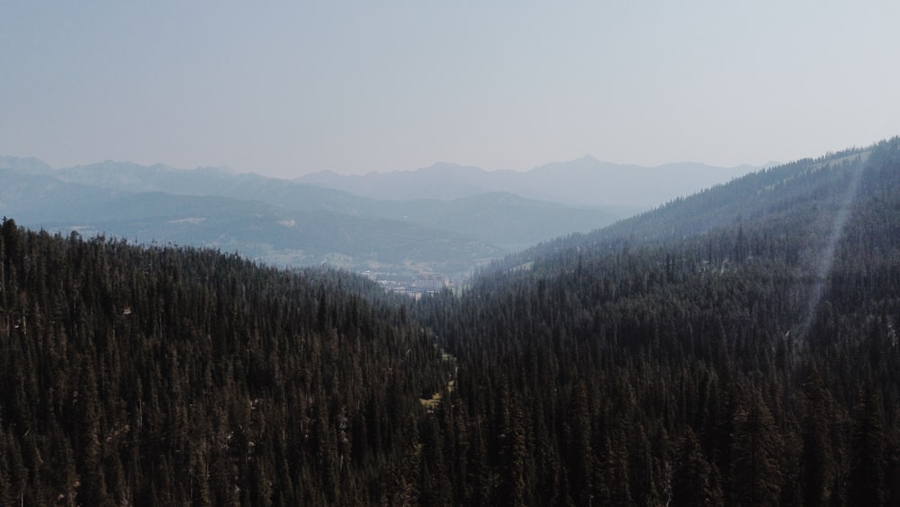 green trees on mountain during daytime