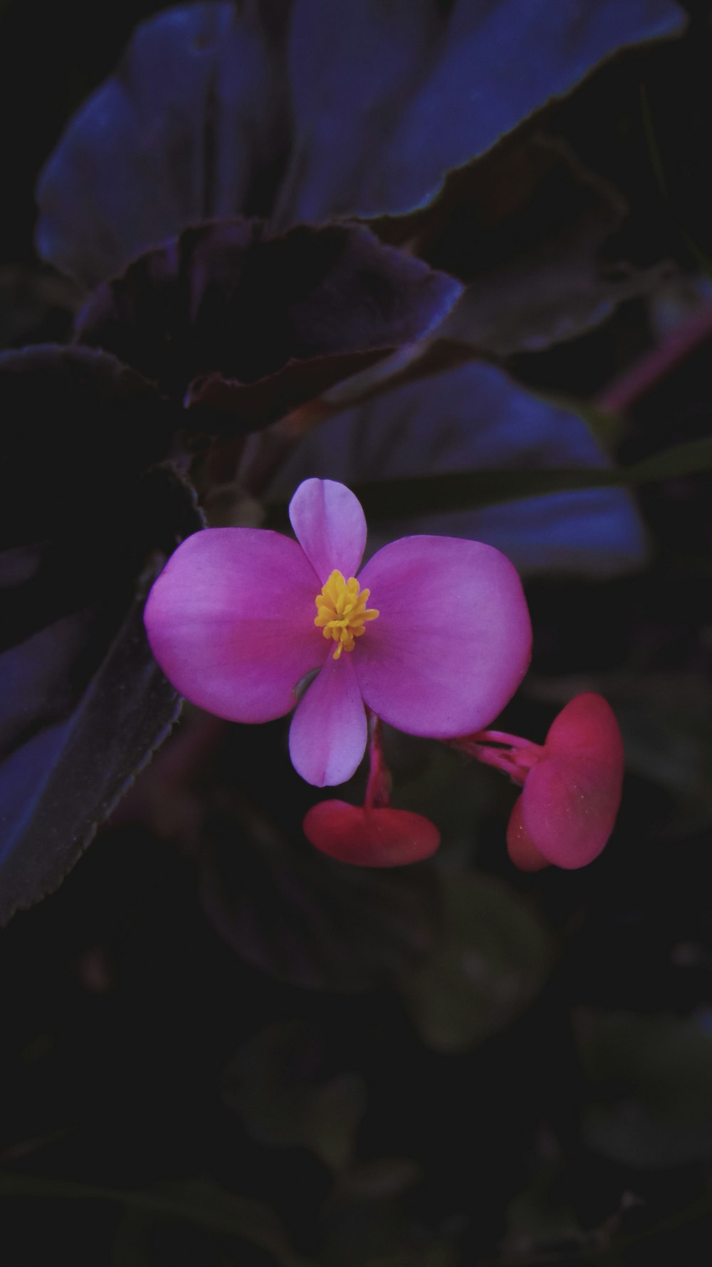 purple flower in tilt shift lens