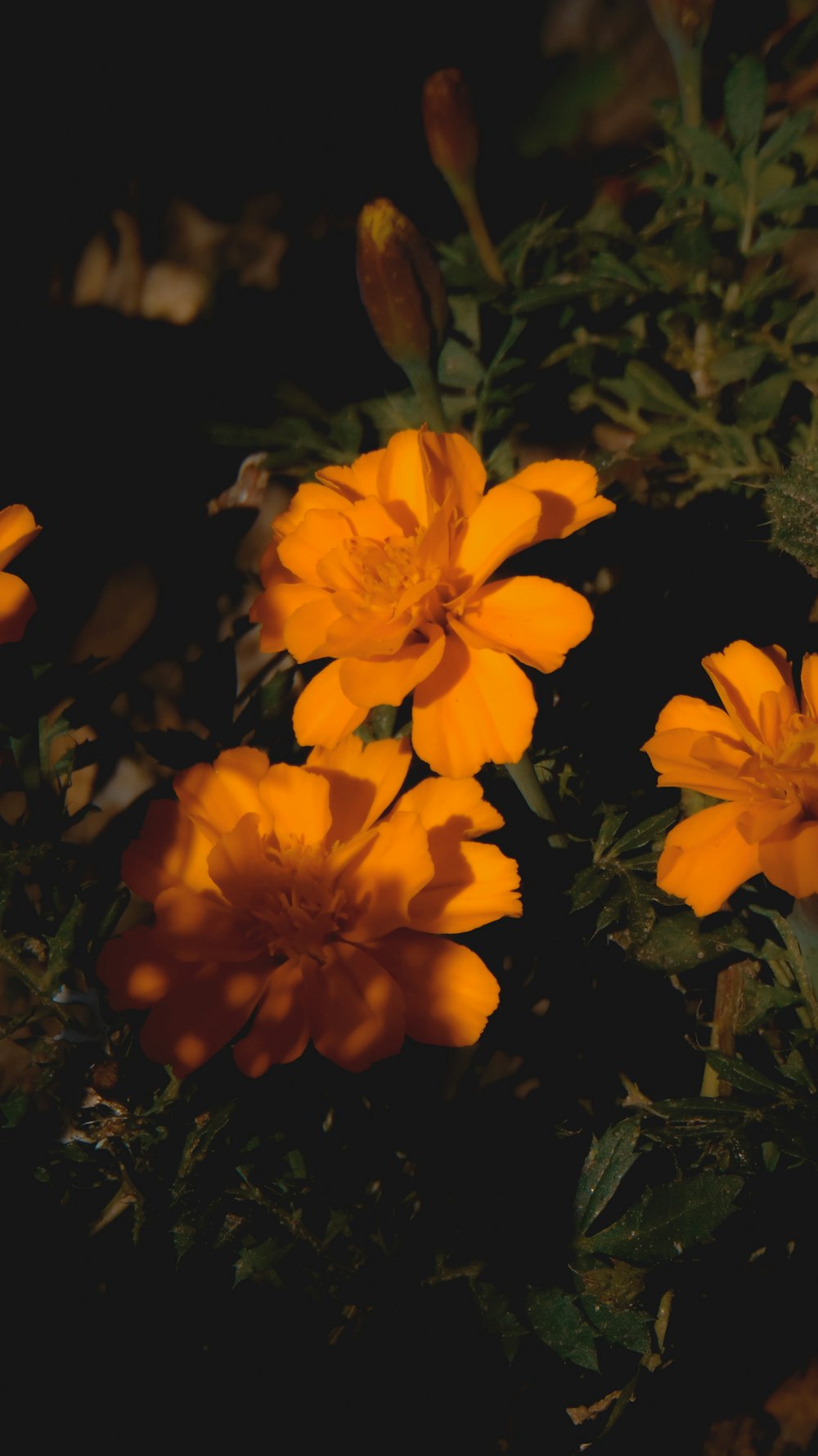 yellow flower with green leaves