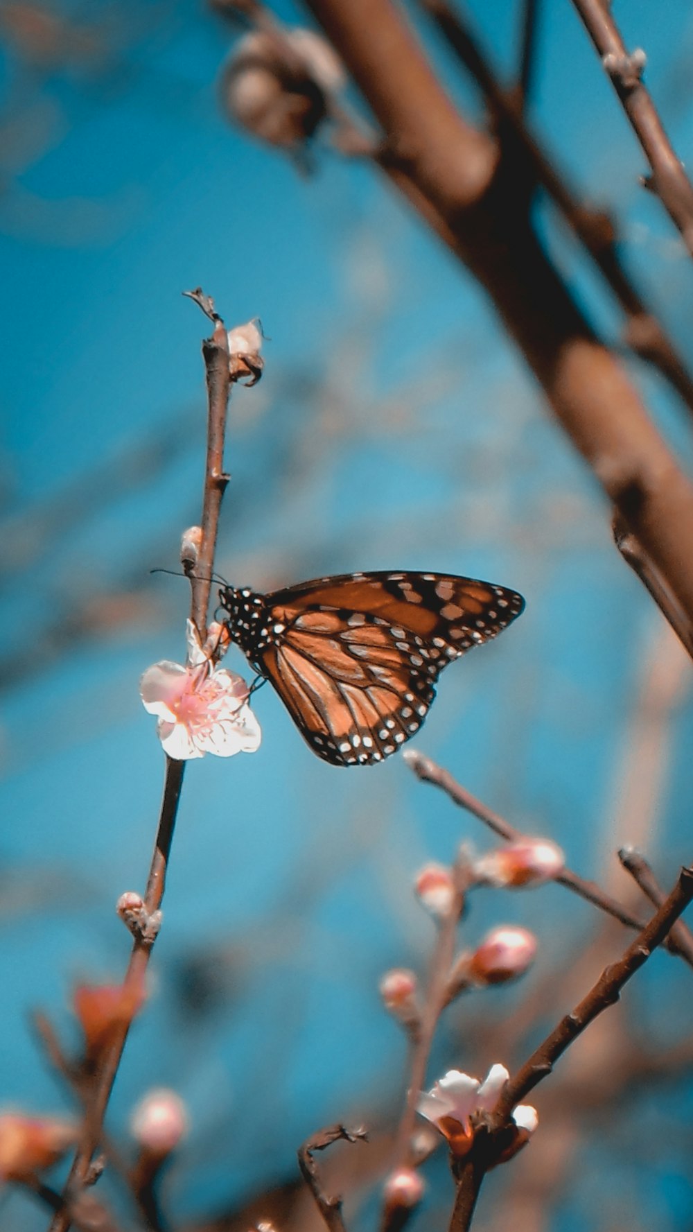 monarch butterfly perched on pink flower in close up photography during daytime