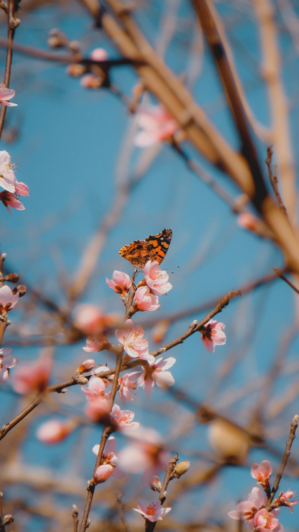 pink cherry blossom in bloom during daytime